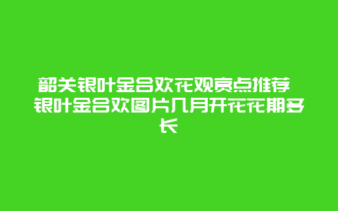 韶关银叶金合欢花观赏点推荐 银叶金合欢图片几月开花花期多长